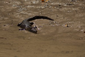 Krokodyl w Rio Celestun