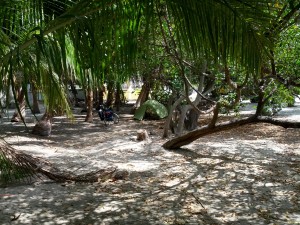 Nocleg w Celestun - dwie palmy od plaży