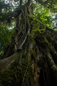 Porcupine tree, Monte Verde, Kostaryka
